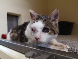 Katzenklo geschlossen im Tierschutz-Laden