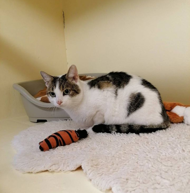 Katze am alten Wohnort zurückgelassen Tierheim Lübbecke