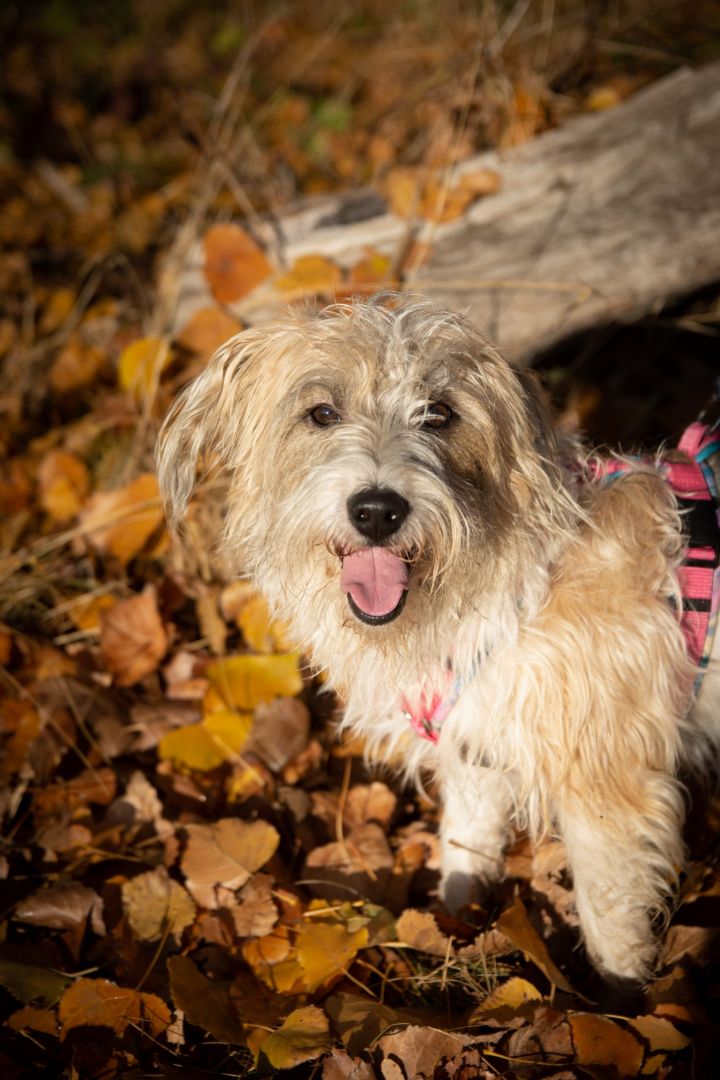 Pudel, Jack Russell Terrier Lake