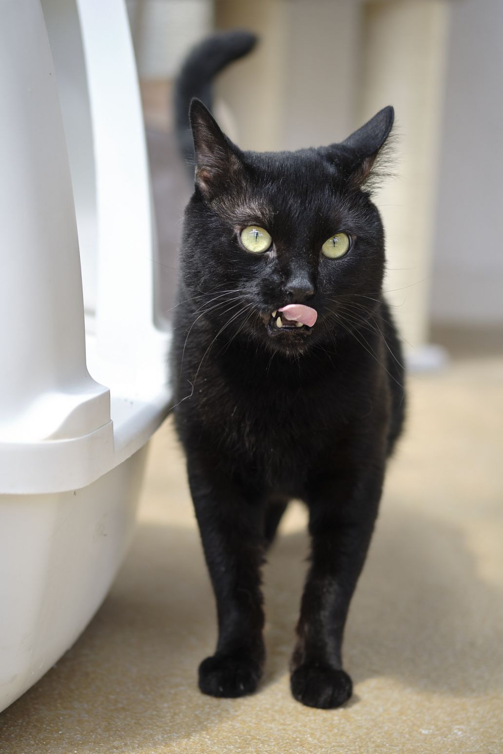 Katzen im Tierheim  Tierheim Lbbecke